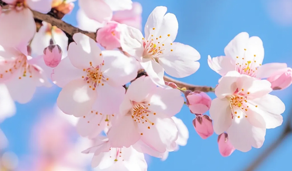 三月三上巳节 | 文化传承与九州ku酷游数码印刷的创新融合